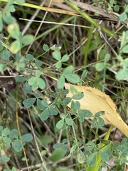 Medicago falcata