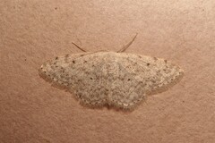 Scopula marginepunctata