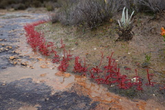 Drosera alba