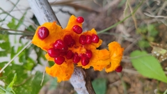 Momordica subangulata