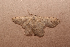 Scopula submutata