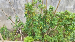 Momordica subangulata