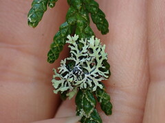 Hypogymnia hultenii