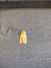 Lithophane bethunei