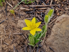 Hypoxis