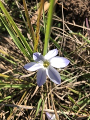Ipheion uniflorum