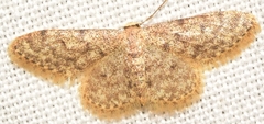 Idaea alyssumata