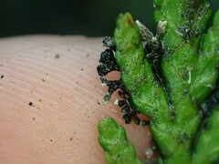 Hypogymnia hultenii