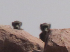 Papio ursinus ursinus