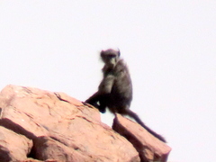 Papio ursinus ursinus