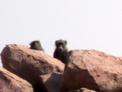 Papio ursinus ursinus