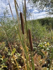 Typha angustifolia