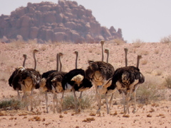 Struthio camelus australis