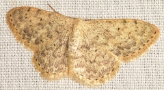 Idaea cervantaria