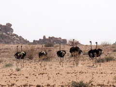 Struthio camelus australis