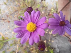 Senecio arenarius