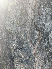 Quercus ellipsoidalis