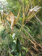 Asclepias incarnata