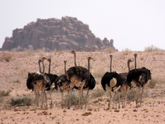 Struthio camelus australis