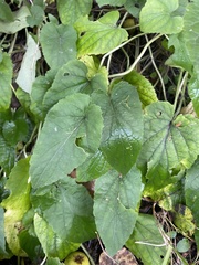 Viola hirta