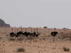 Struthio camelus australis