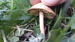 Marasmius oreades image