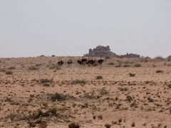 Struthio camelus australis