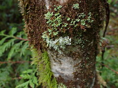 Sphaerophorus tuckermanii