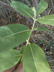 Asclepiadoideae