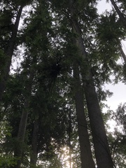 Arceuthobium tsugense