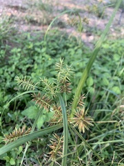 Cyperus erythrorhizos