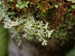 Sphaerophorus tuckermanii