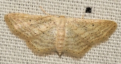 Idaea elongaria