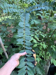 Ailanthus altissima