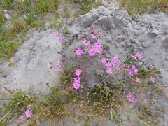 Senecio arenarius