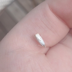 Microcrambus biguttellus