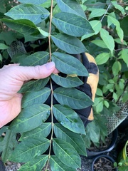 Ailanthus altissima