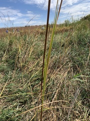 Typha angustifolia