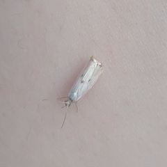 Microcrambus biguttellus