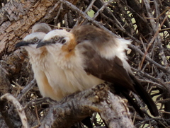 Turdoides gymnogenys