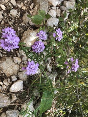 Iberis