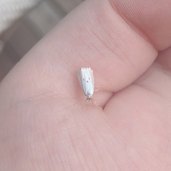 Microcrambus biguttellus