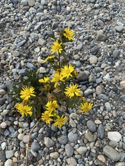Grindelia integrifolia