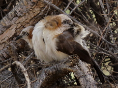 Turdoides gymnogenys