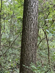 Celtis occidentalis