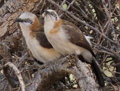 Turdoides gymnogenys