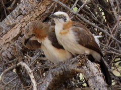 Turdoides gymnogenys