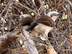 Turdoides gymnogenys