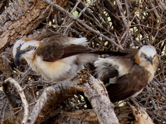 Turdoides gymnogenys