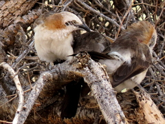 Turdoides gymnogenys